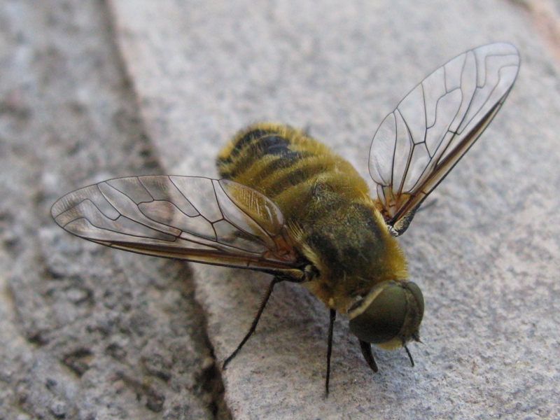 Bombyliidae: Villa sp.